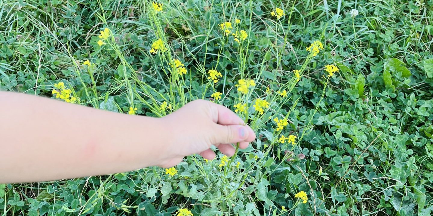 Geïnspireerd door de natuur