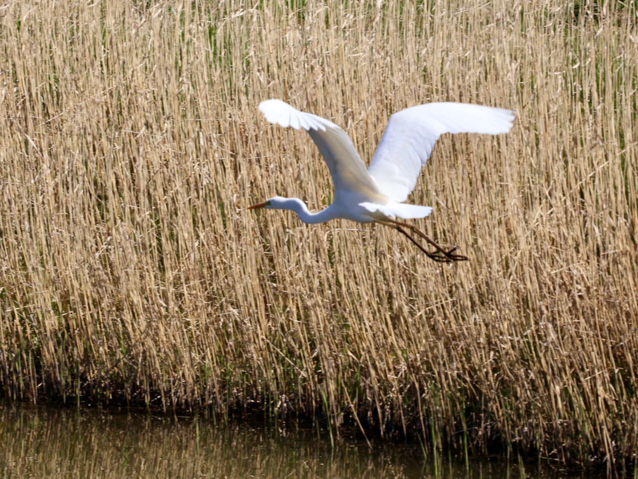 Westeraam, Elst, Overbetuwe