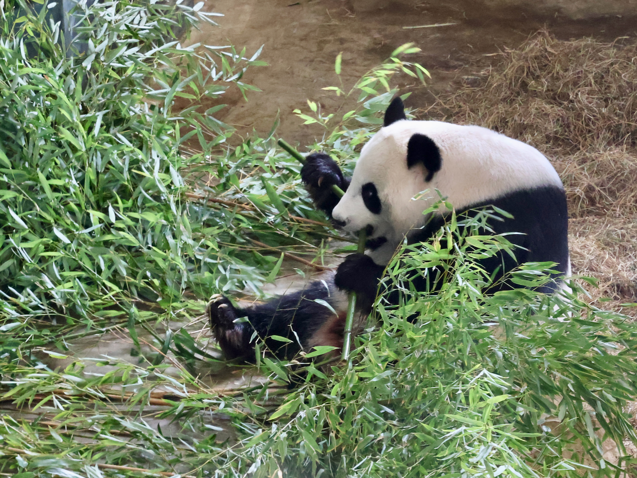 Ouwehands Dierenpark Rhenen