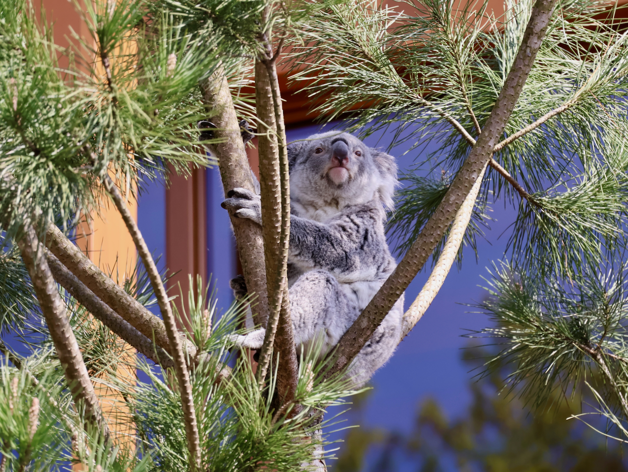 Ouwehands Dierenpark Rhenen