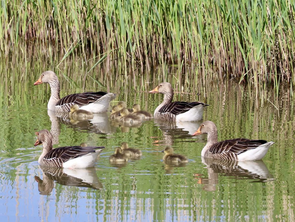 ganzenkuikens, meerkoetkuikens