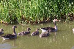 ganzenkuikens, natuurfotografie