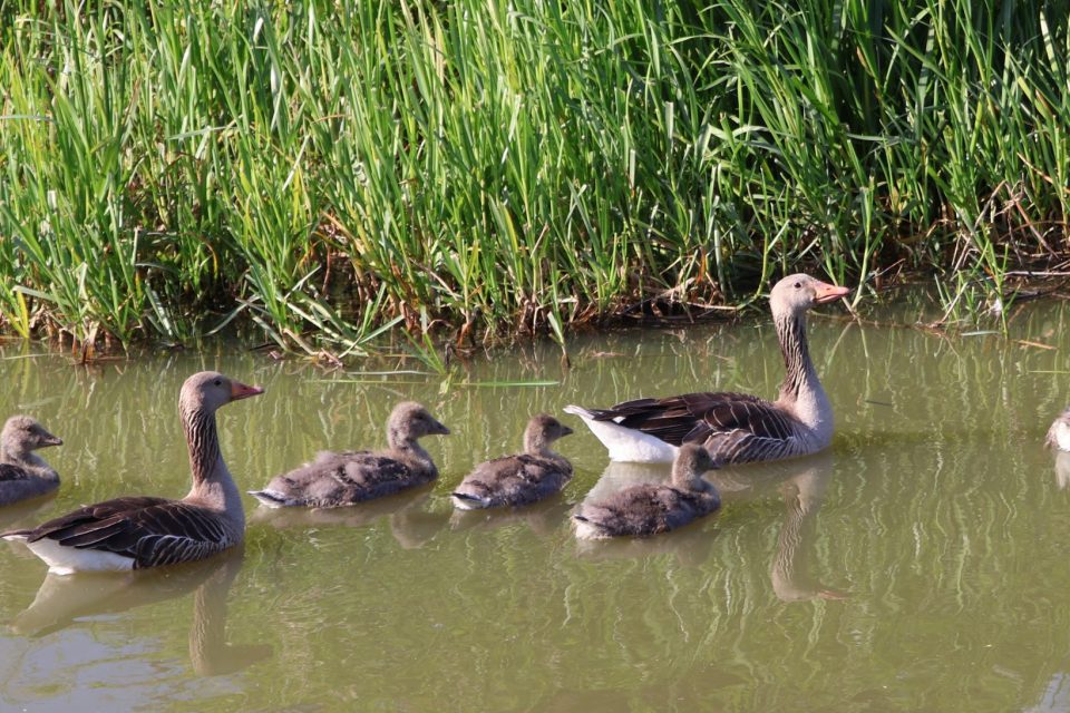ganzenkuikens, natuurfotografie